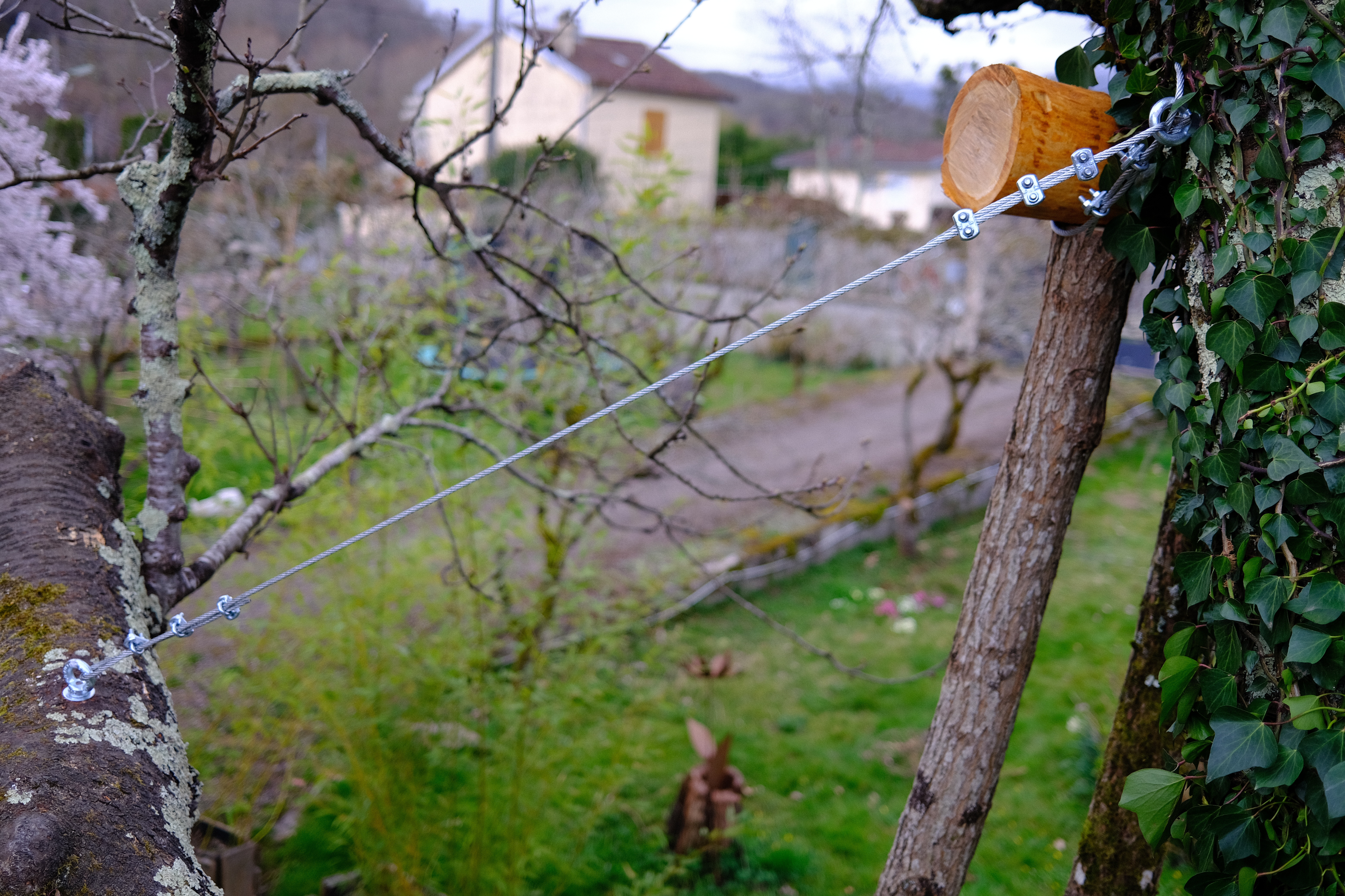 hauban curatif statique sur vieux cerisier