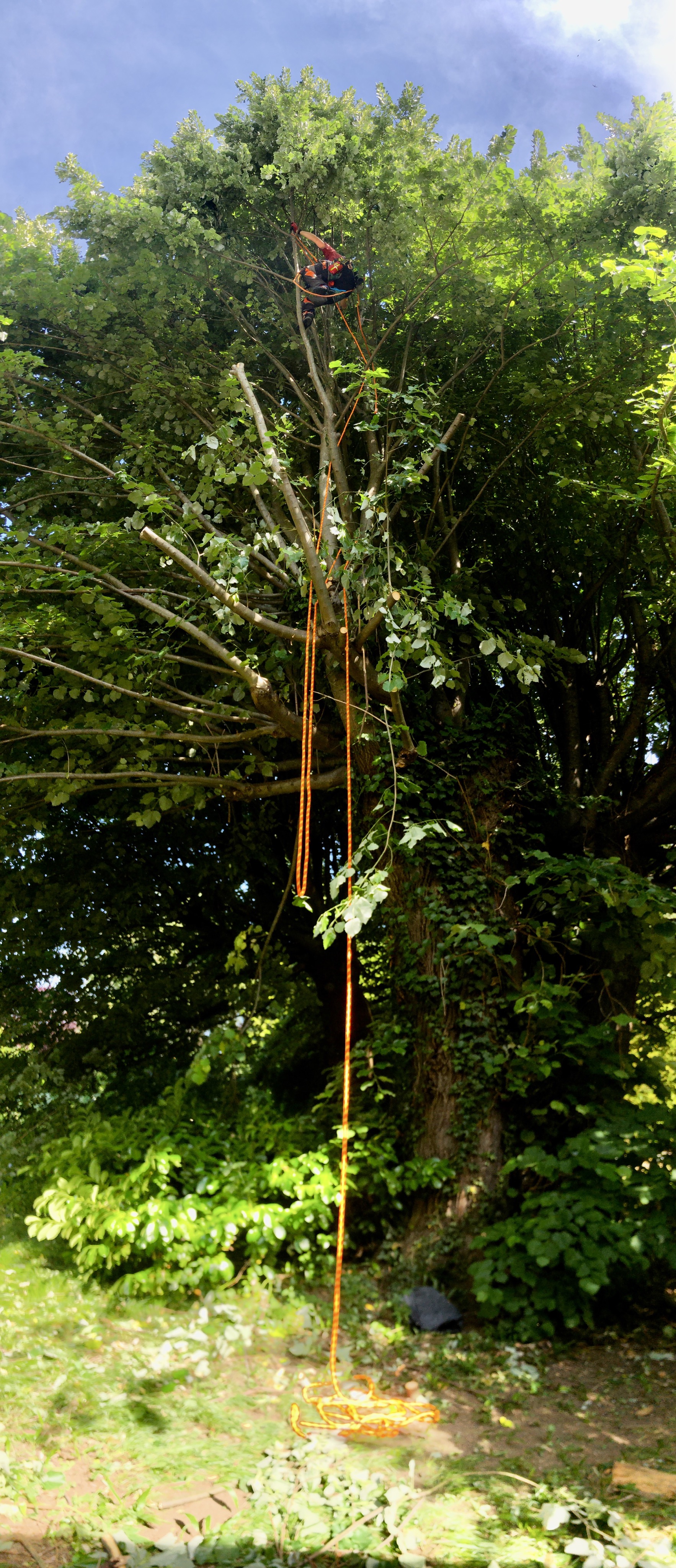 taille de tilleul en vert